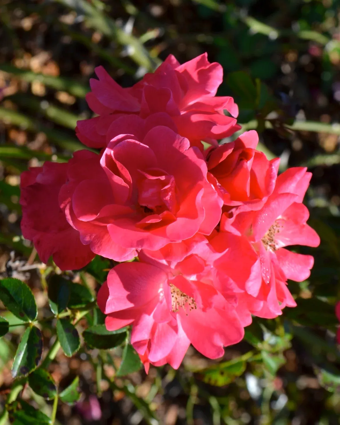 Pink Supreme Carpet Rose