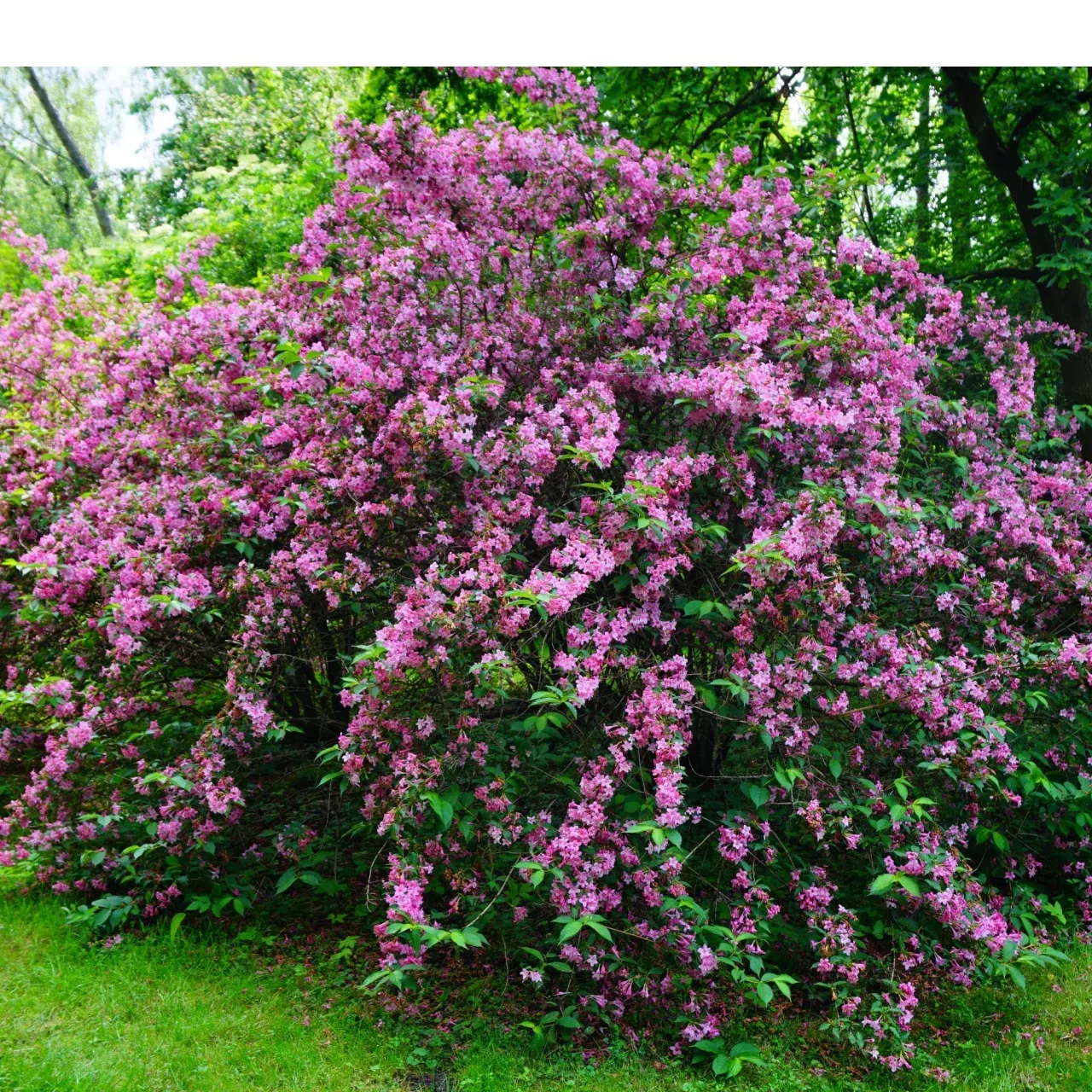 Pink weigela shrub