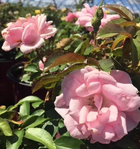 Pinktopia Rose