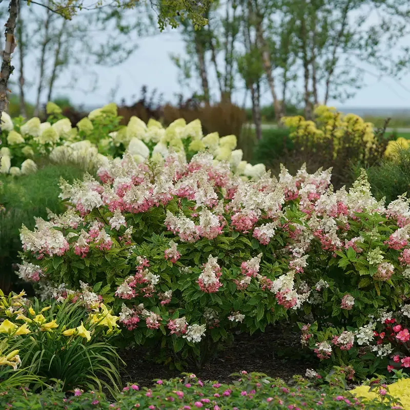 Pinky Winky Panicle Hydrangea