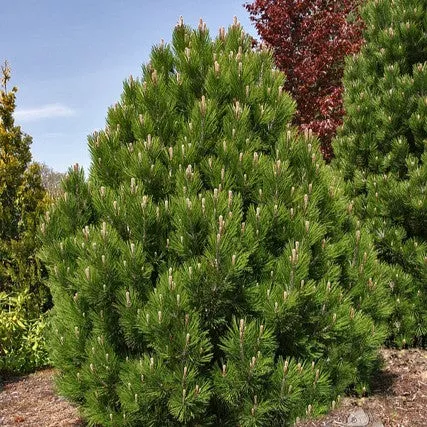 Pinus h l Mint Truffle #6