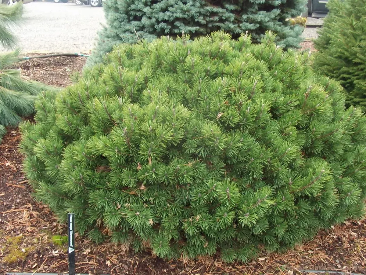 Pinus mugo Slowmound #3
