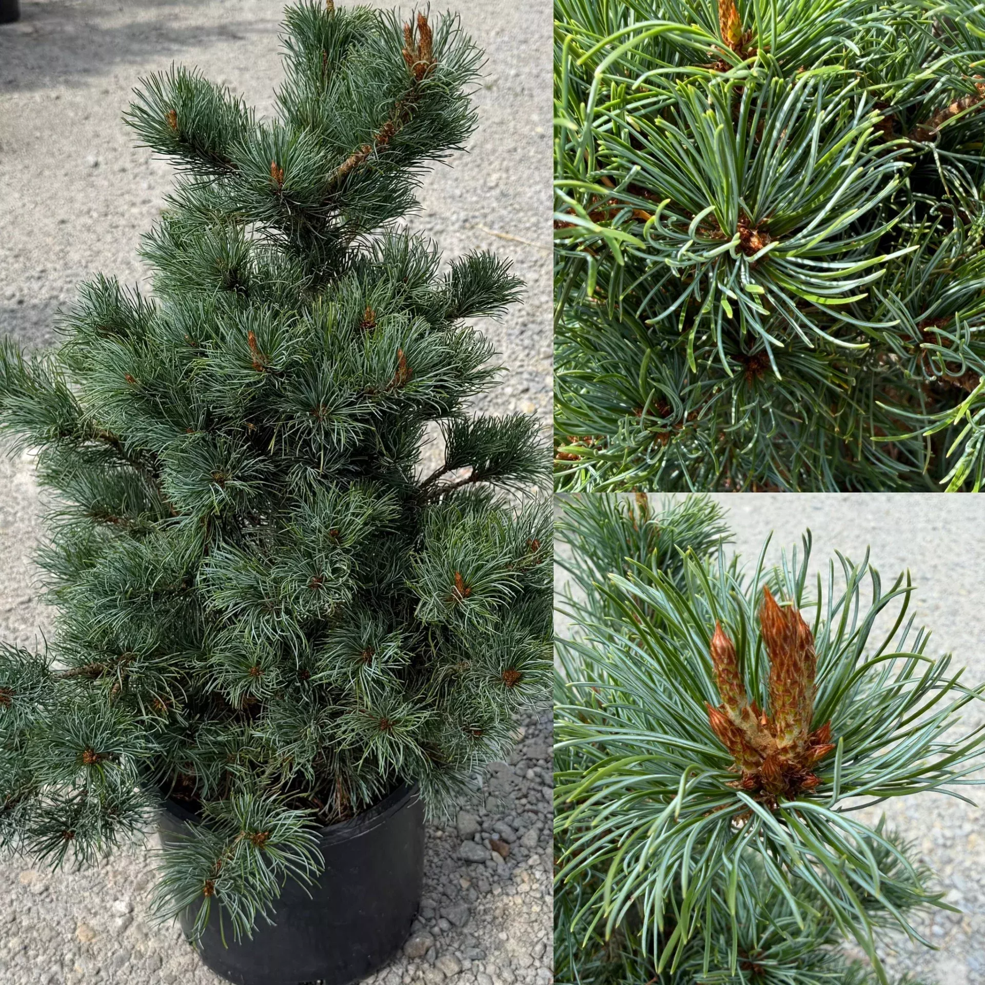 Pinus parviflora Bergman #3