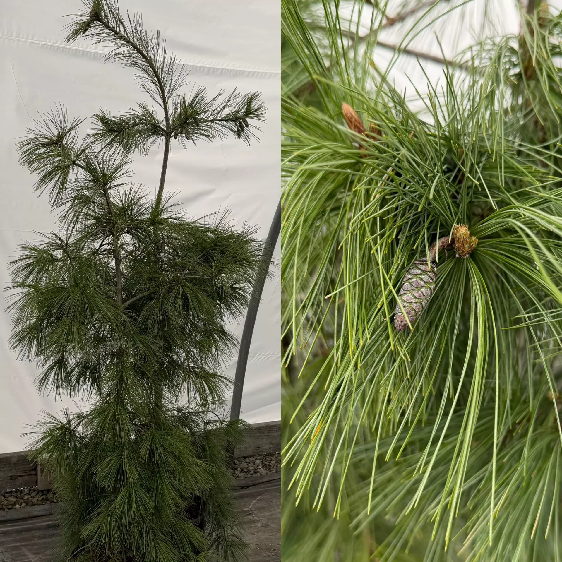 Pinus strobus Pendula 5'