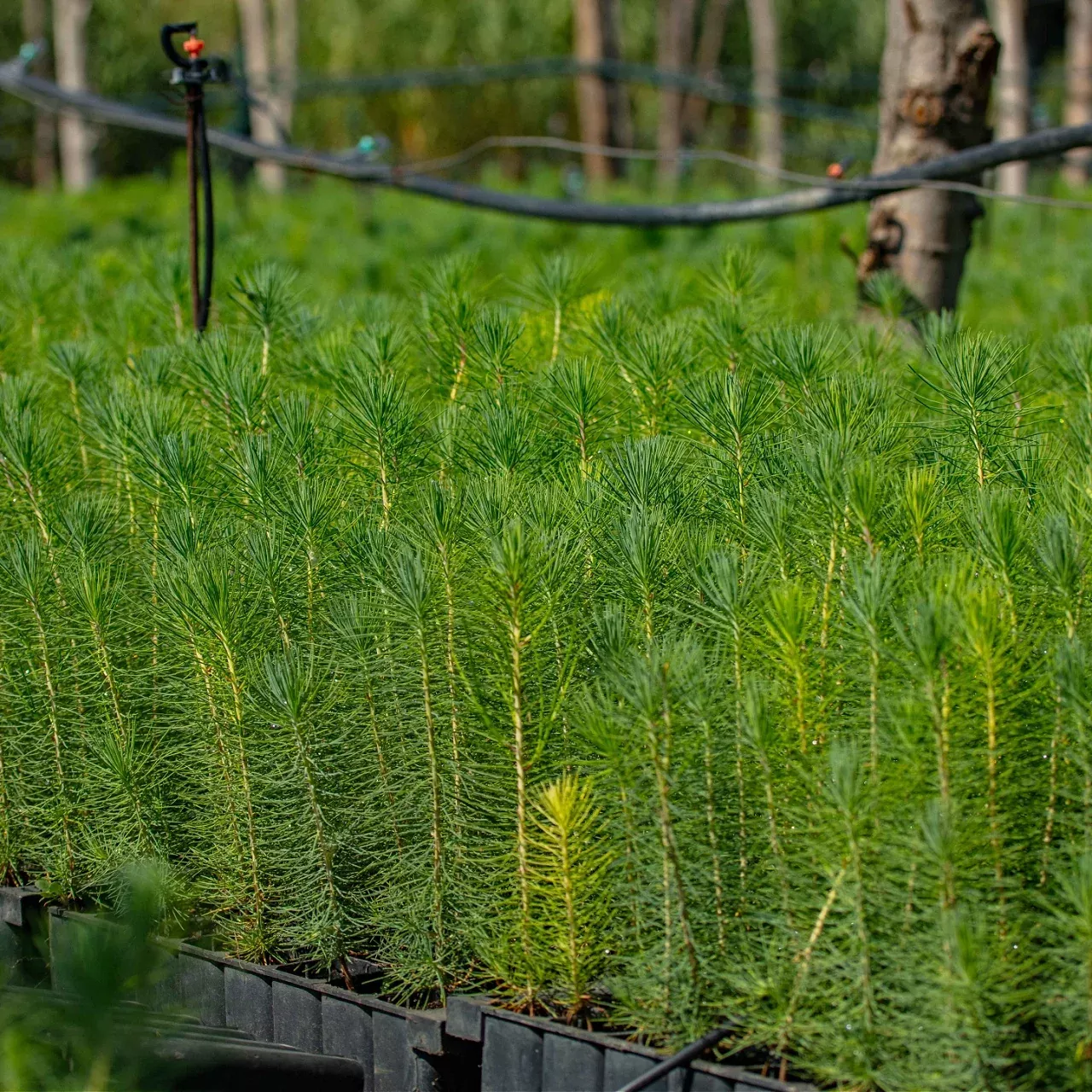 Pinus Taeda - Loblolly Pine Seedlings