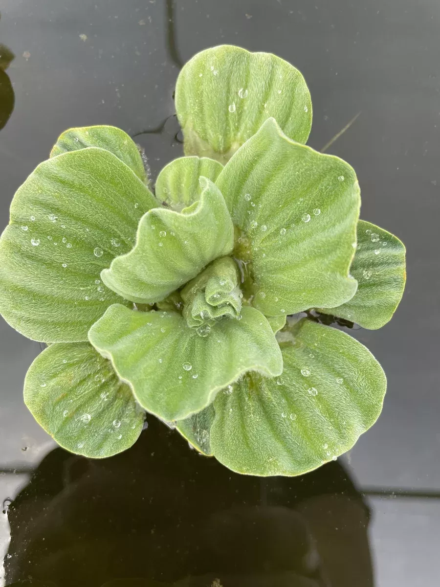 "Pistia" Blue Cloud Lettuce