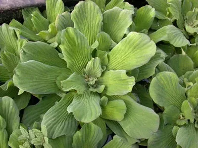 Pistia stratiotes "Jurassic Rosetta Water Lettuce"