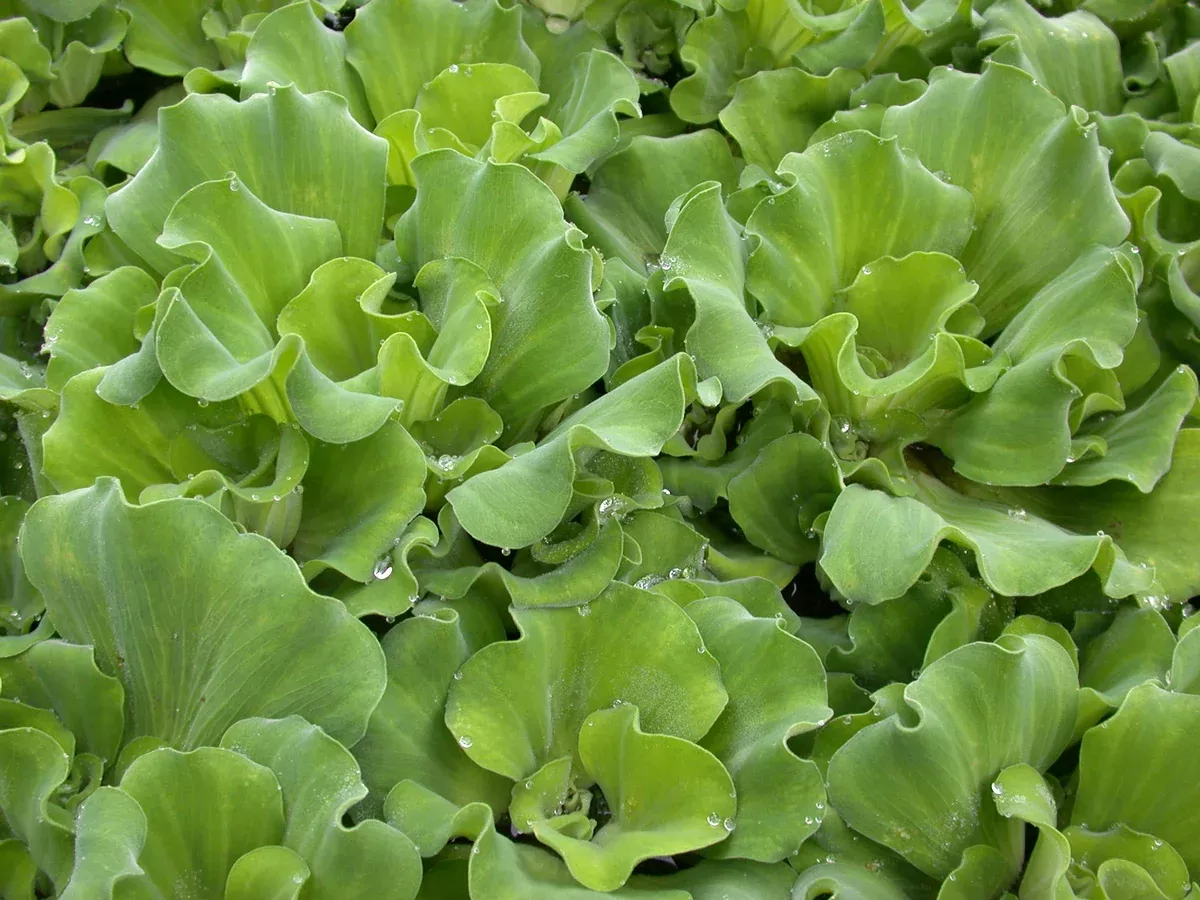 Pistia stratiotes "Ruffled Water Lettuce"