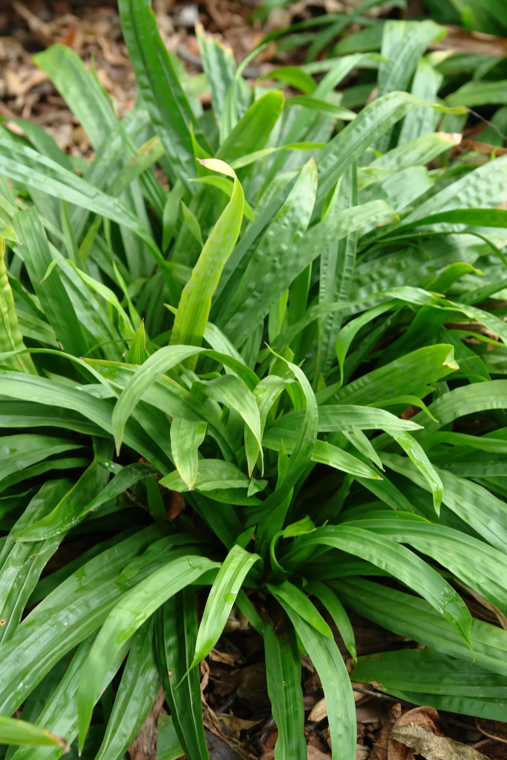 Plantain-leaved Sedge
