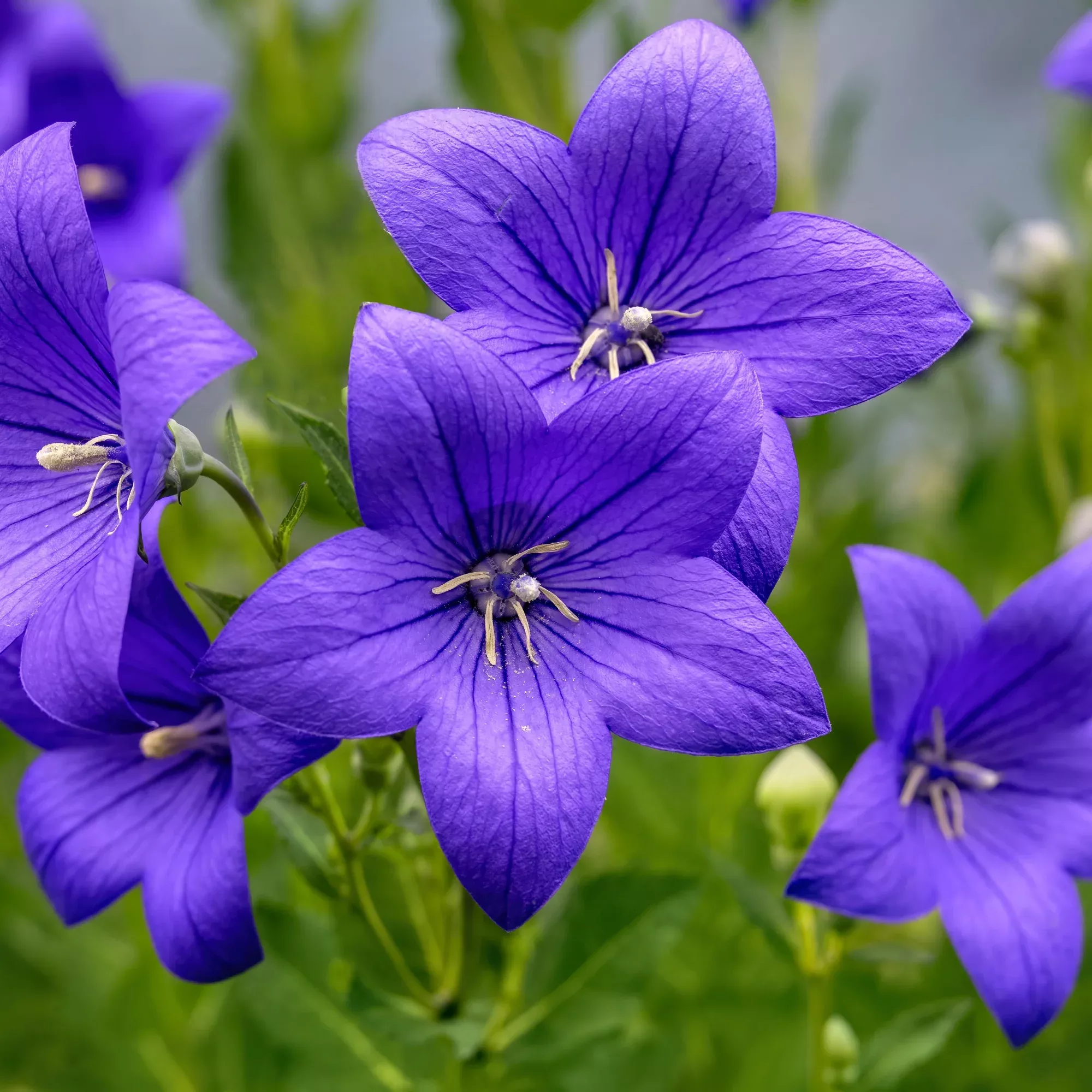 Platycodon - Astra Blue Potted Plant 2 Pack