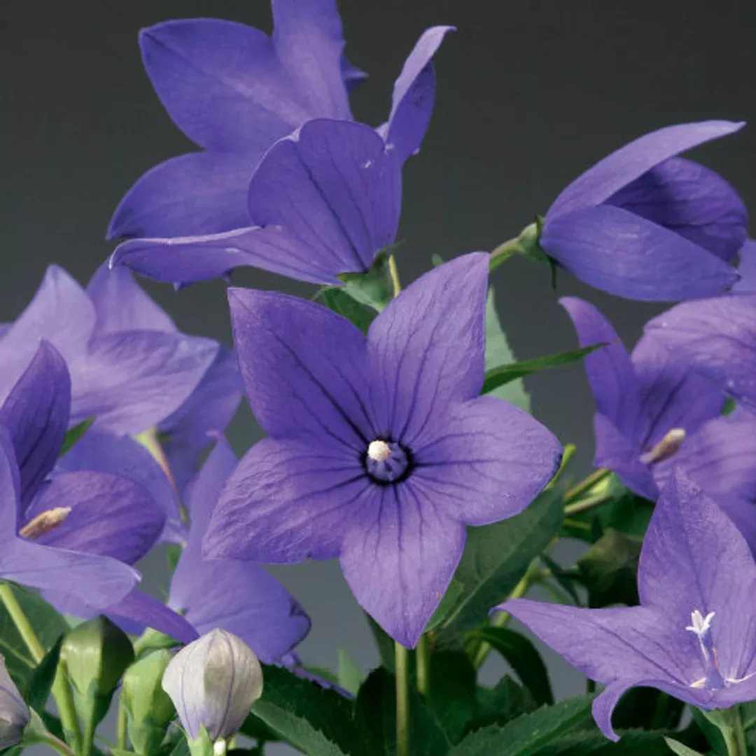 Platycodon 'Astra Blue'