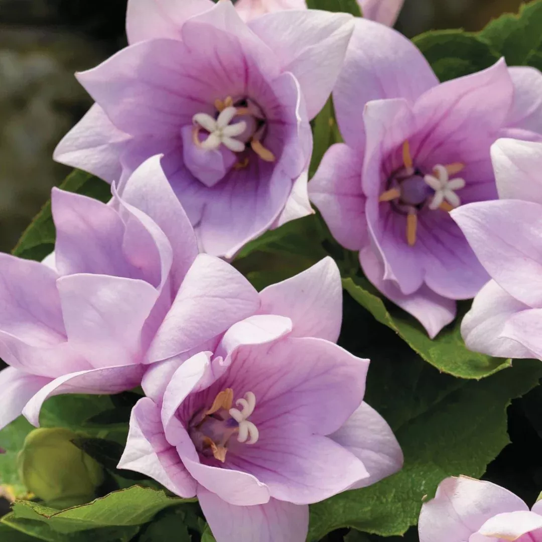 Platycodon 'Astra Pink'