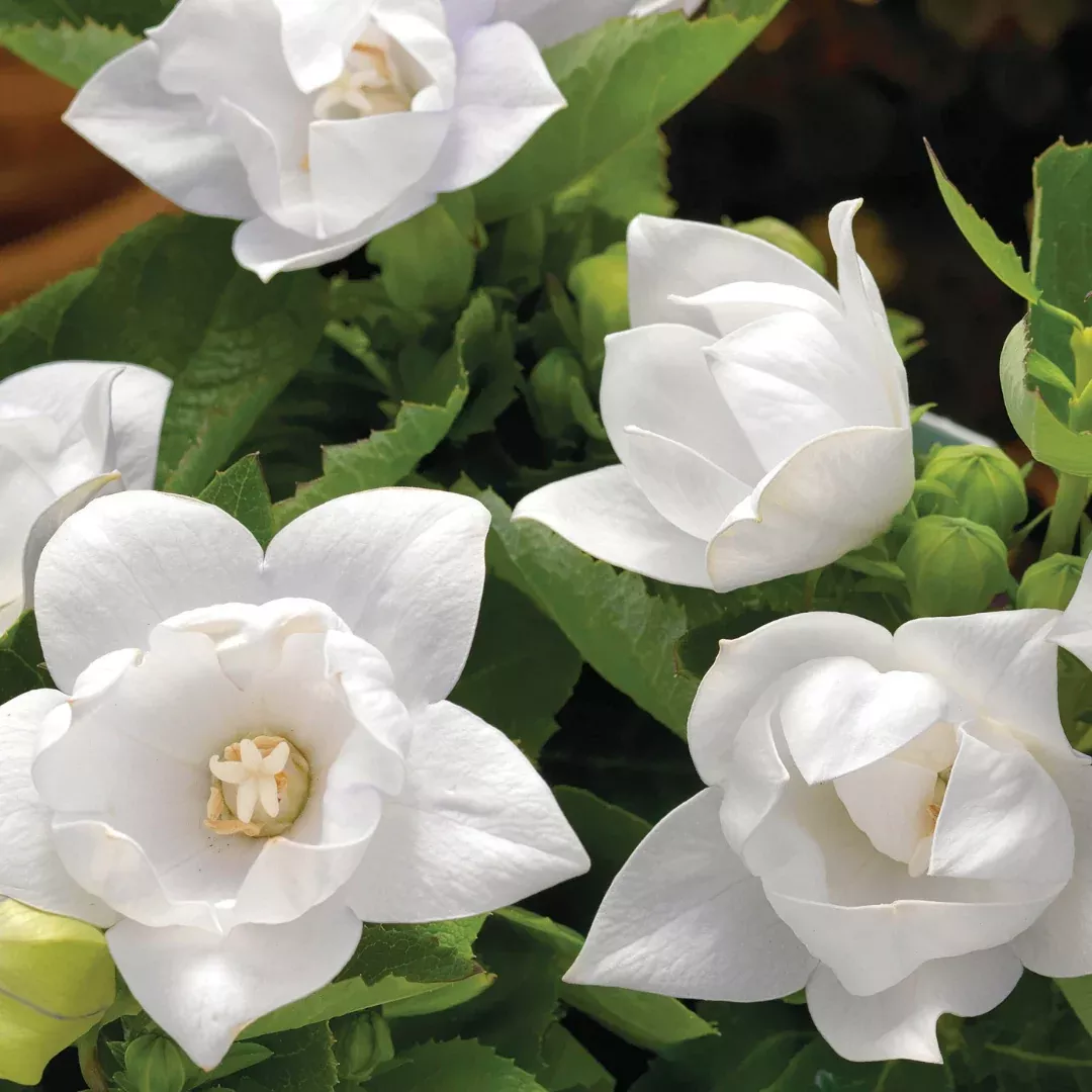 Platycodon 'Astra White'