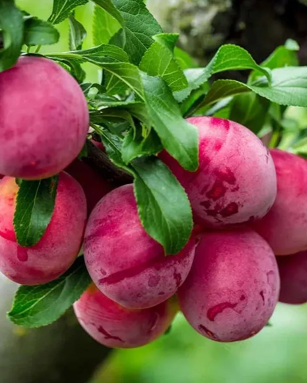 Plum, Santa Rosa, Bare Root