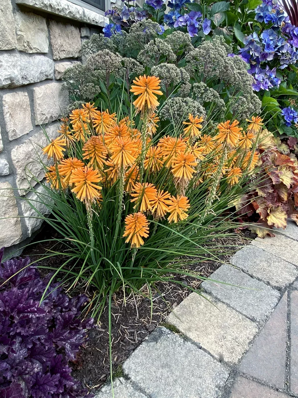'Poco Orange' Dwarf Red Hot Poker