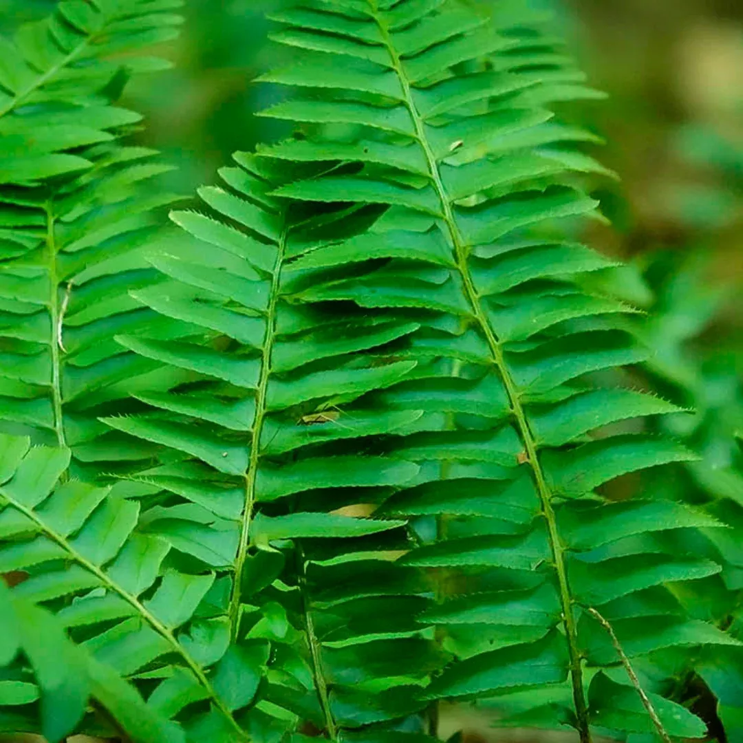 Polystichum 'Christmas Fern'