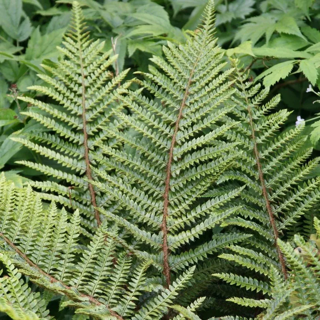 Polystichum 'Tassel Fern'