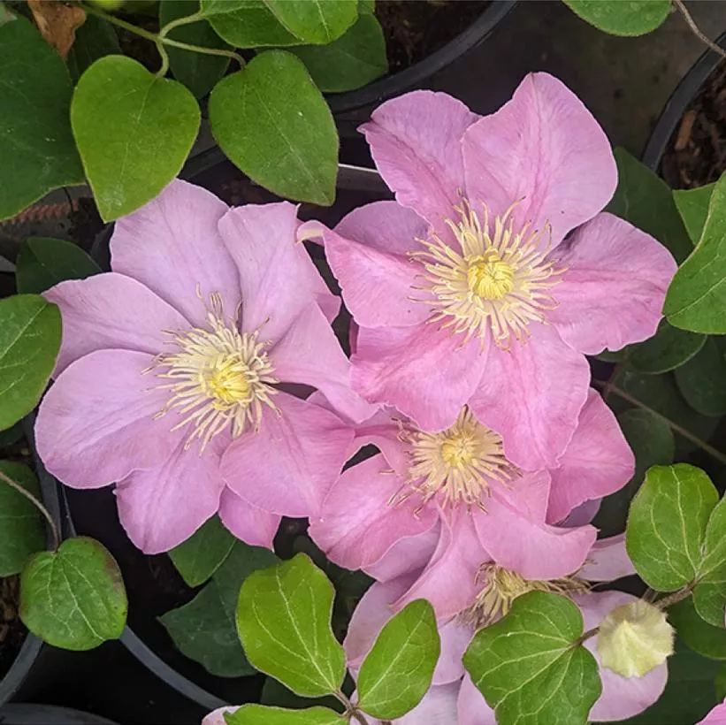 Pompeii Clematis