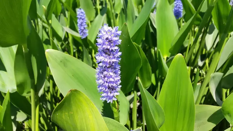 Pontederia Cordata "Pickerel Rush"