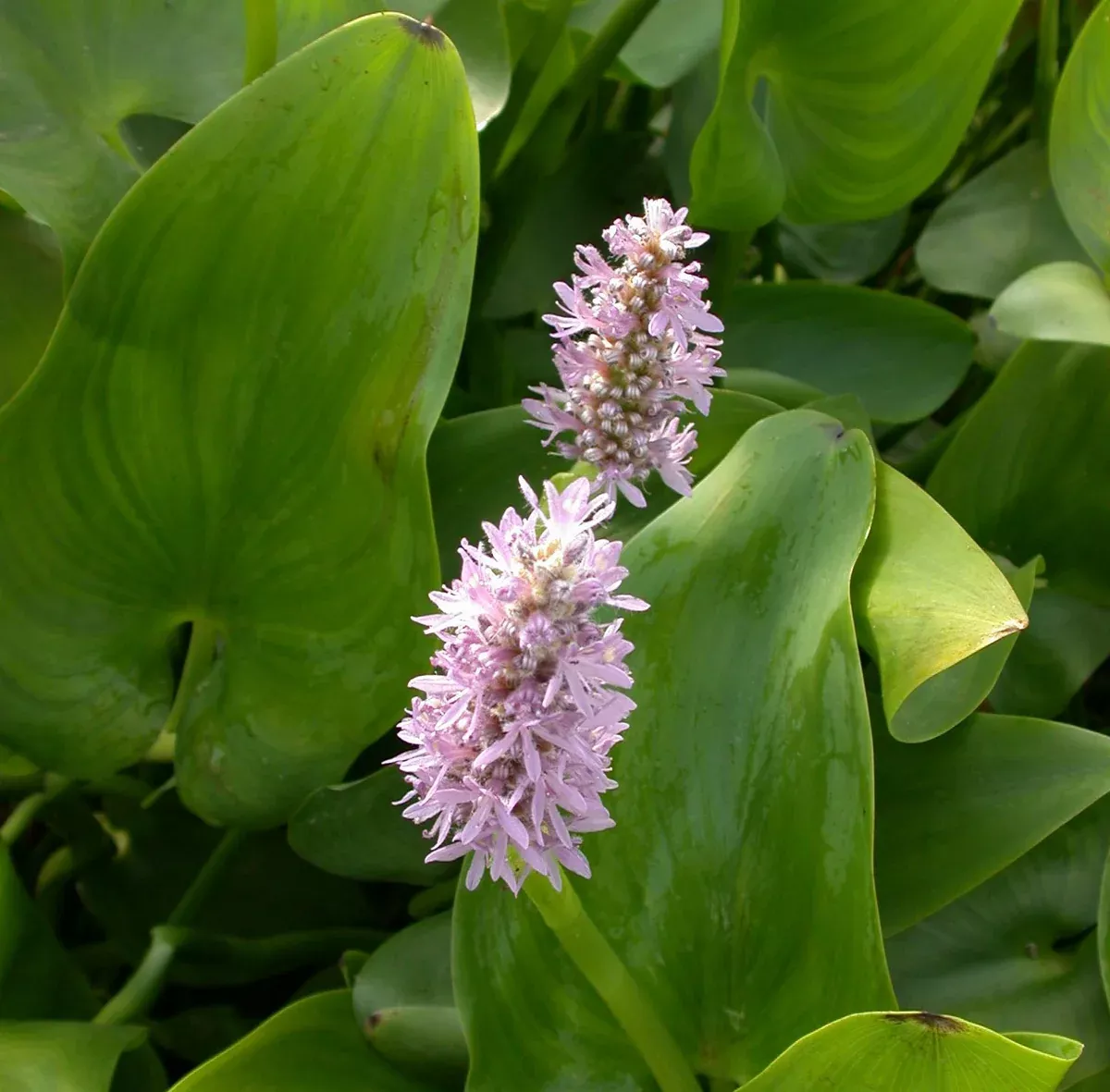 Pontederia cordata "Pink Pons" (Pink Pickerel Rush)