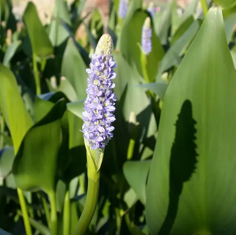 Pontederia Dilatata "Royal Pickerel Rush"