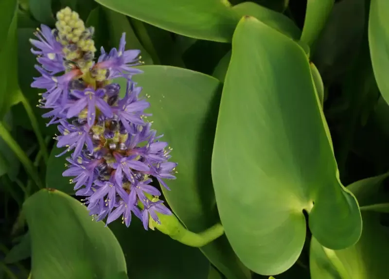 Pontederia Lanceolate "Giant Pickerel Rush"