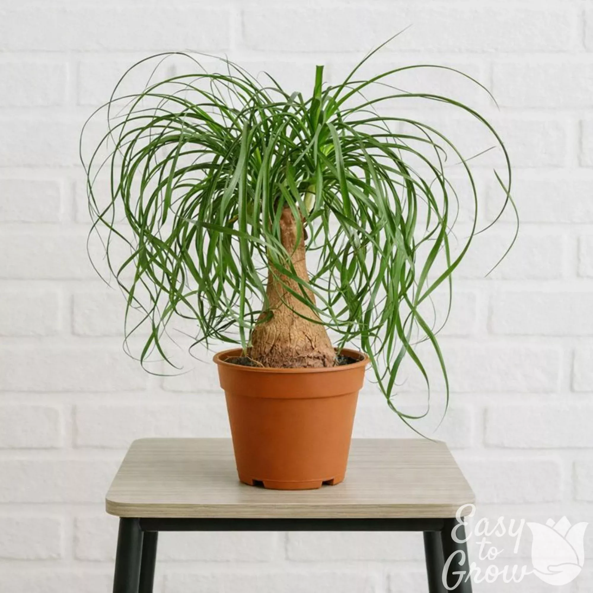 Ponytail Elephant Foot Palm Potted Houseplant