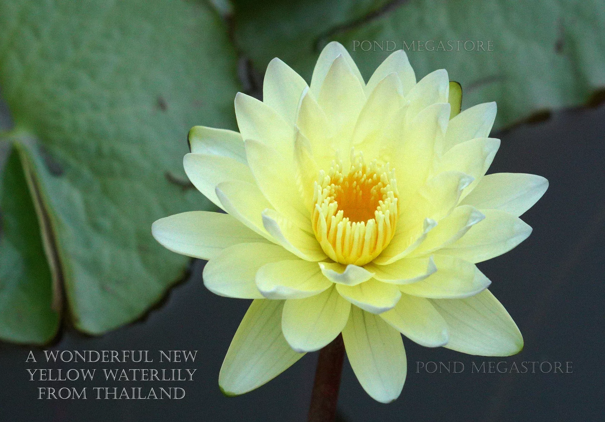 Poonsub, Day Water Lily
