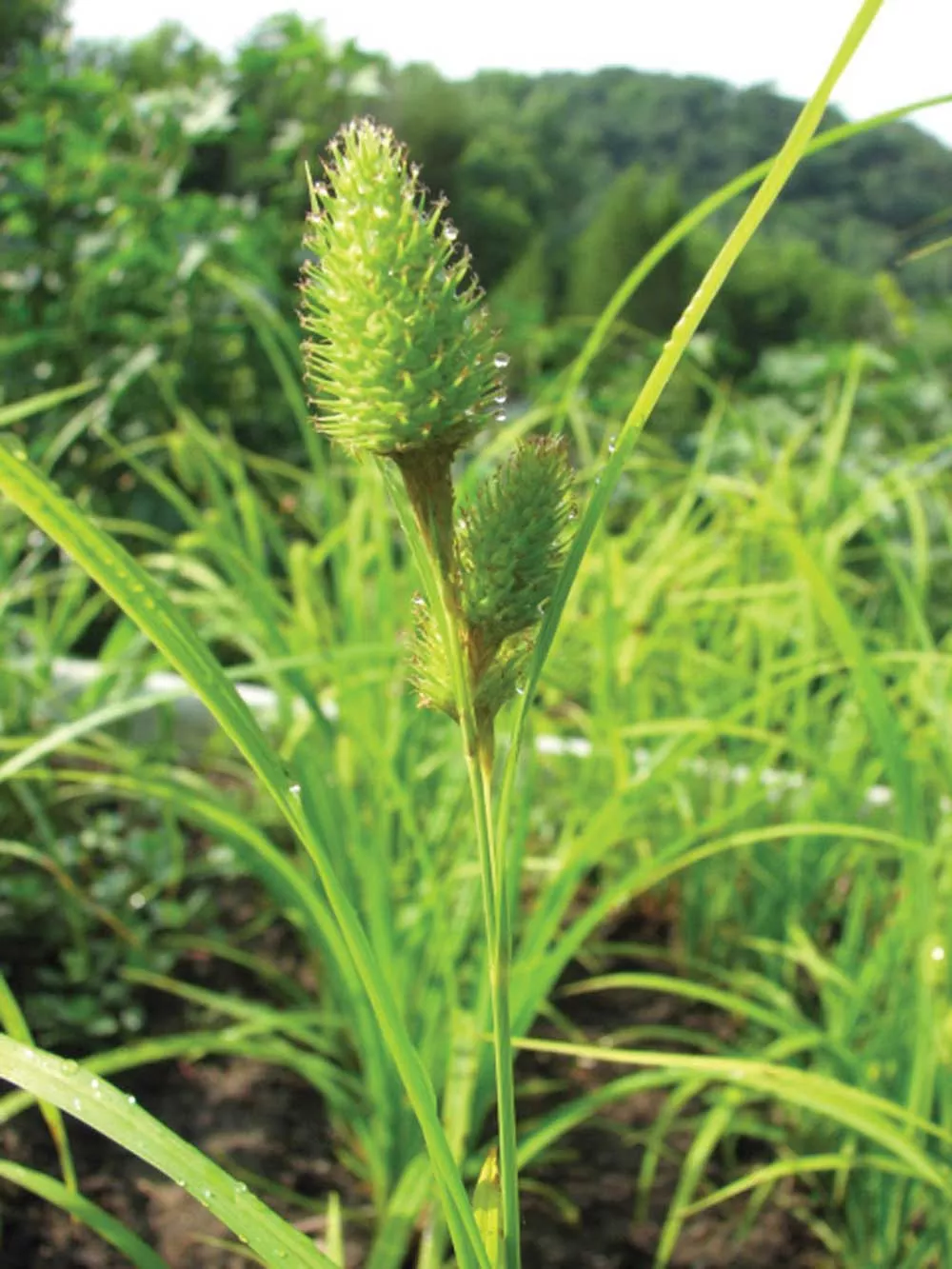 Porcupine Sedge
