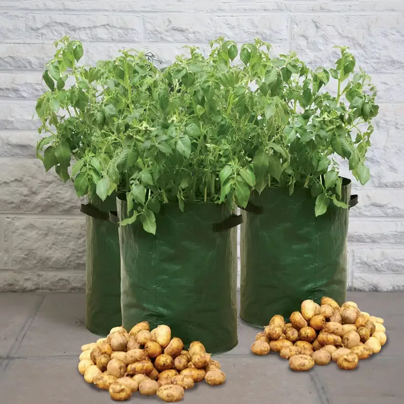 Potato 14 in. Patio Planter – Pack of 3