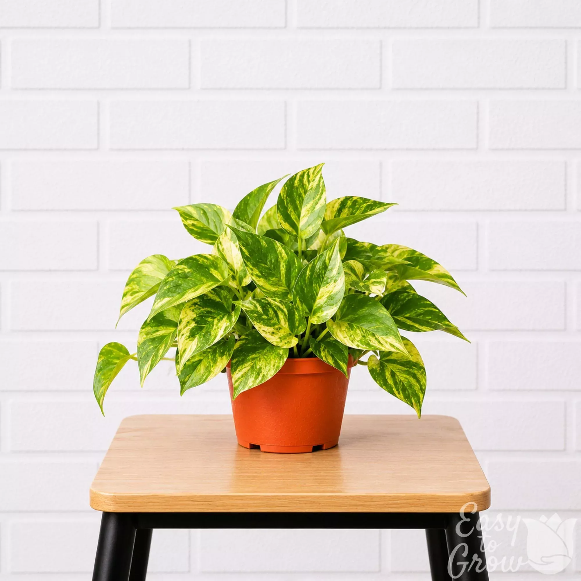 Pothos Golden Potted Houseplant