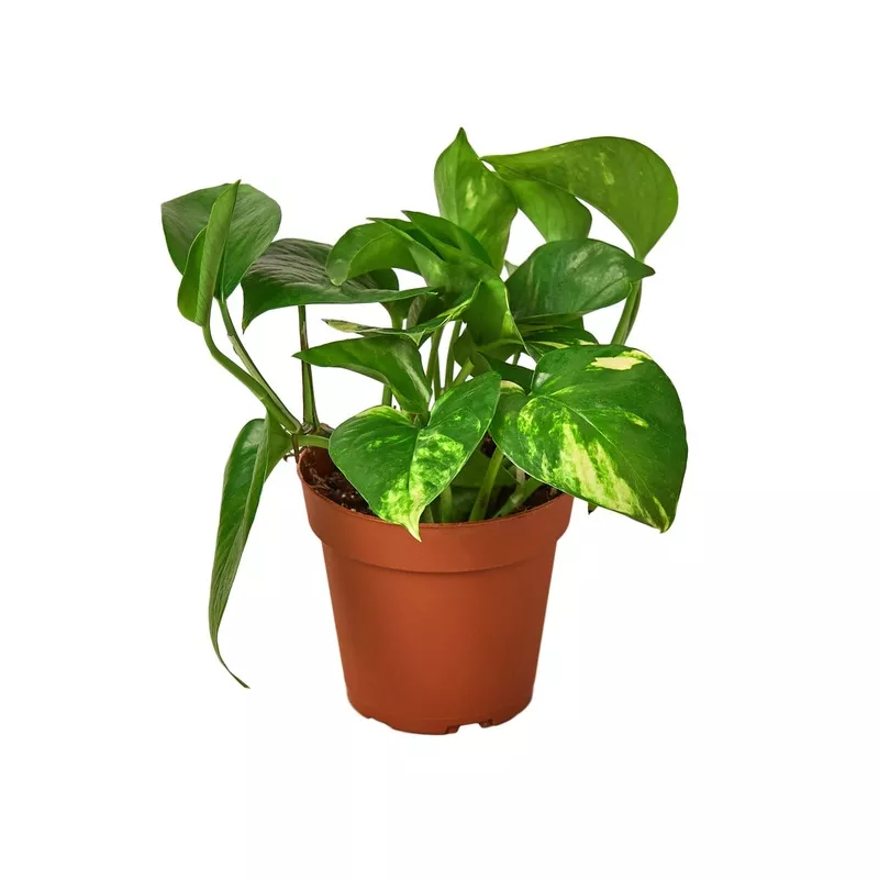 Pothos, Golden