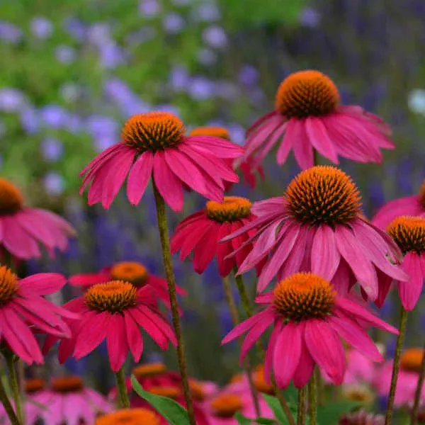 PowWow Wild Berry Coneflower