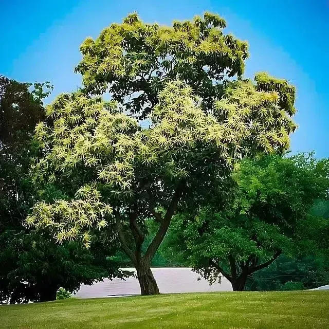 PQK Chestnut Trees