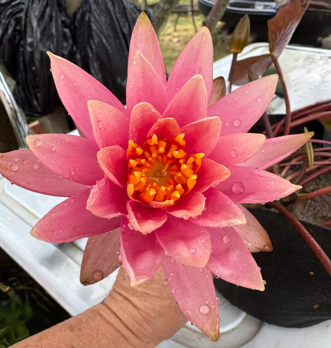 Prakaisad Hardy Lily