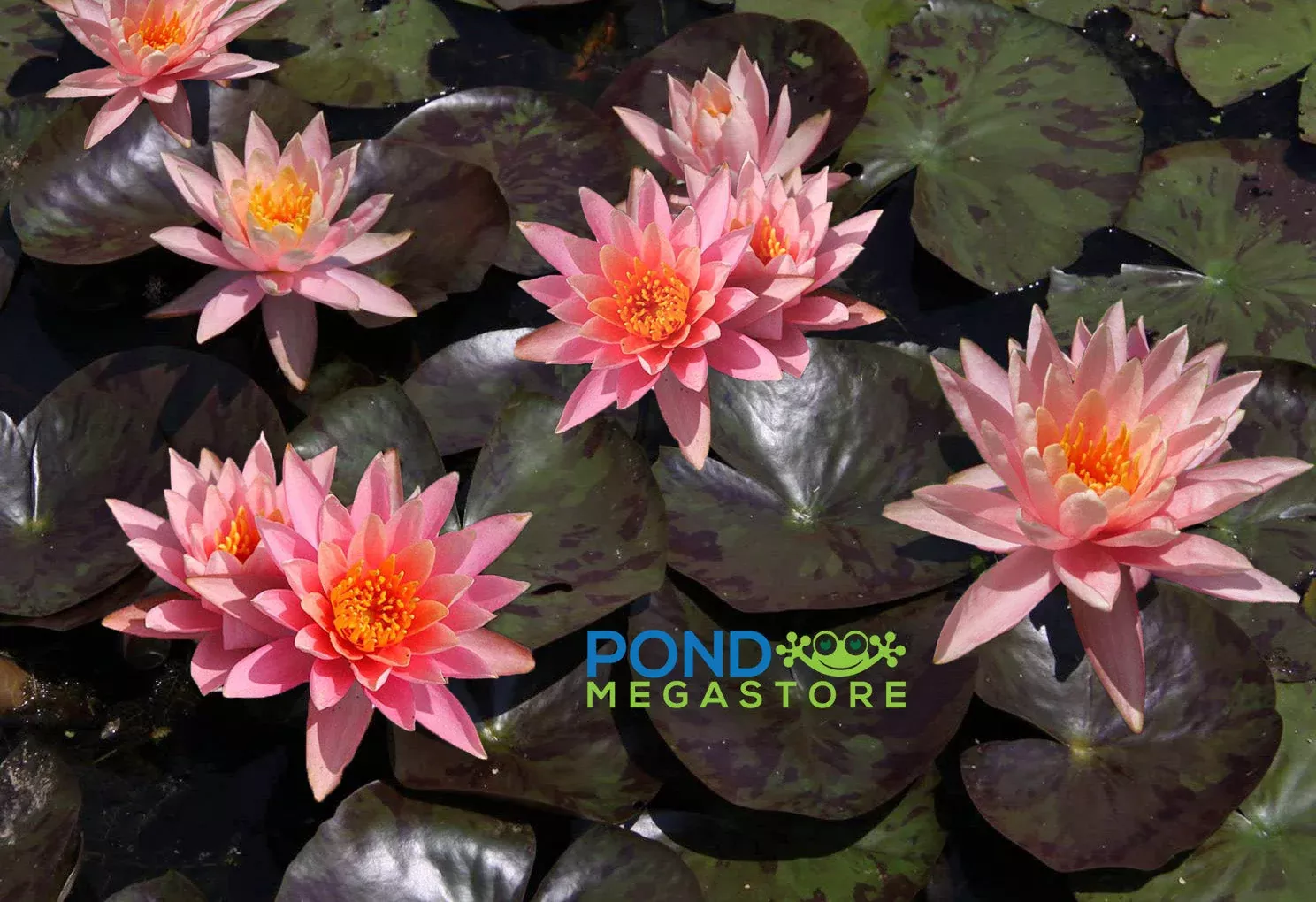 Prakisad Water Lily, WHOLESALE QUANTITY (12+)