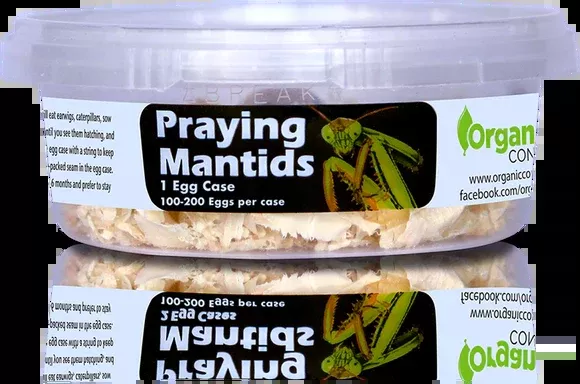 PRAYING MANTIDS