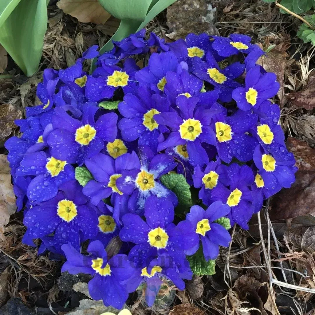 Primula 'Crescendo Blue Shades'