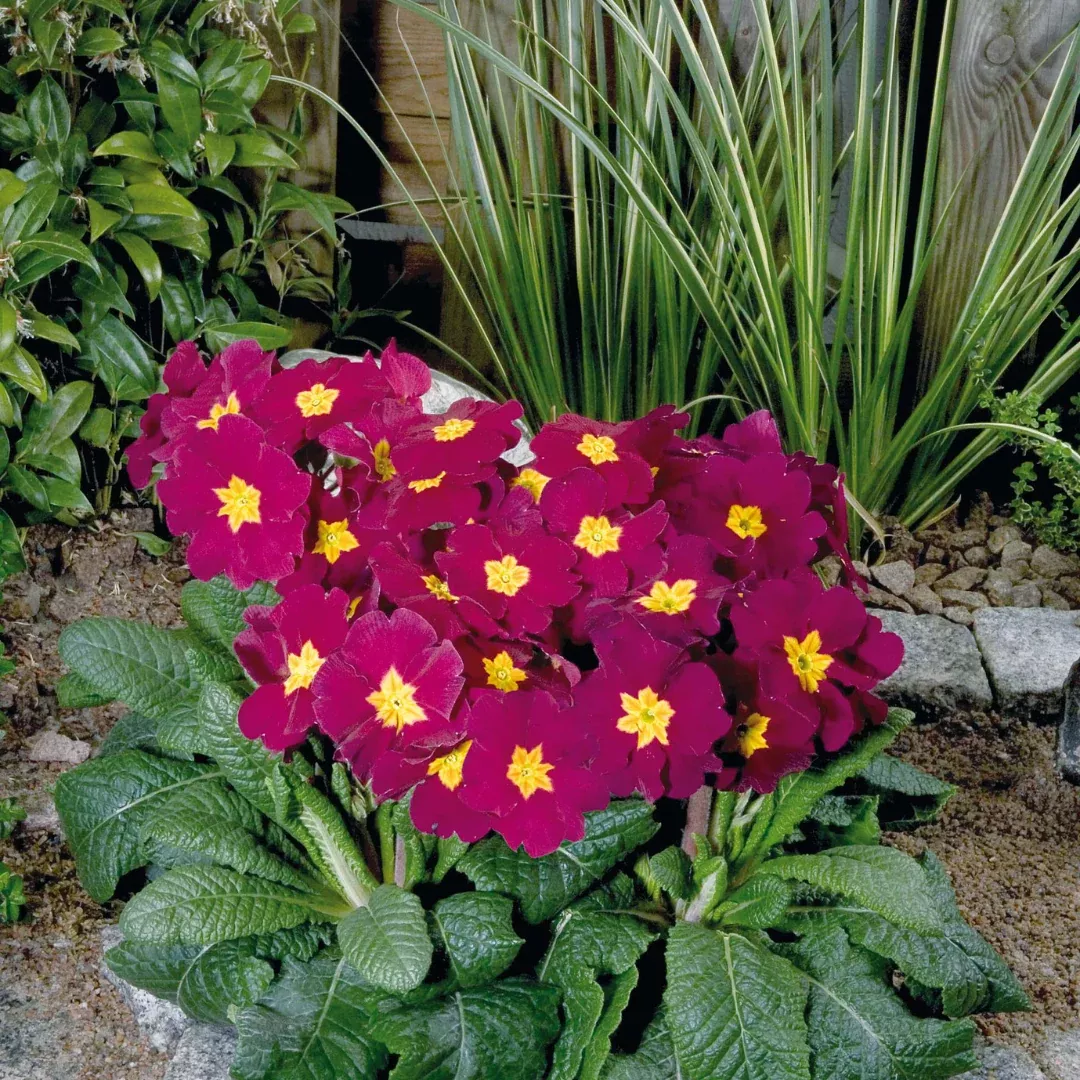 Primula 'Crescendo Bright Red'