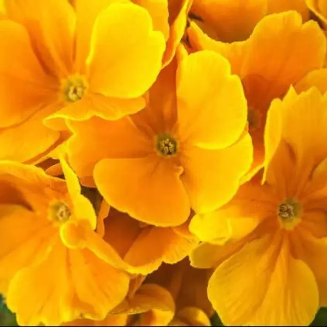 Primula 'Crescendo Golden'