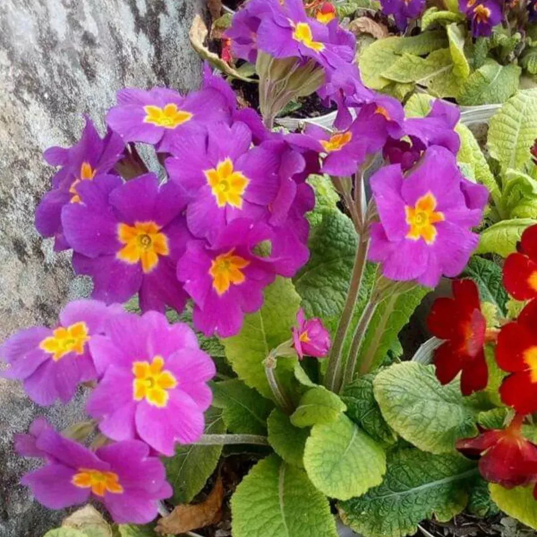 Primula 'Crescendo Pink Shades'
