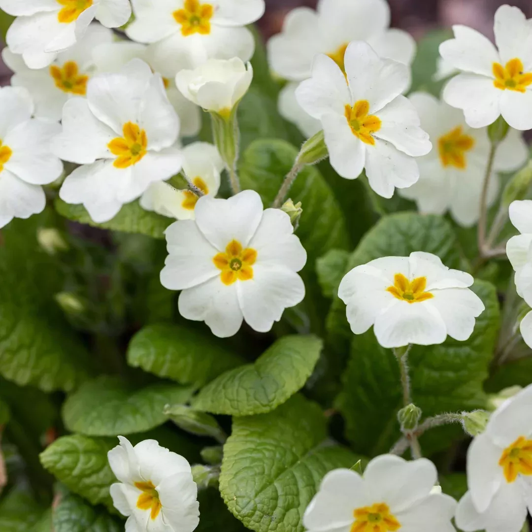 Primula 'Crescendo Pure White'