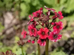 Primula japonica "Japanese Primrose"