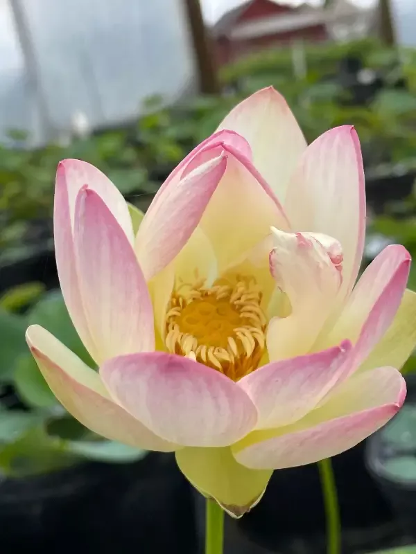 Princess Abby - Lotus