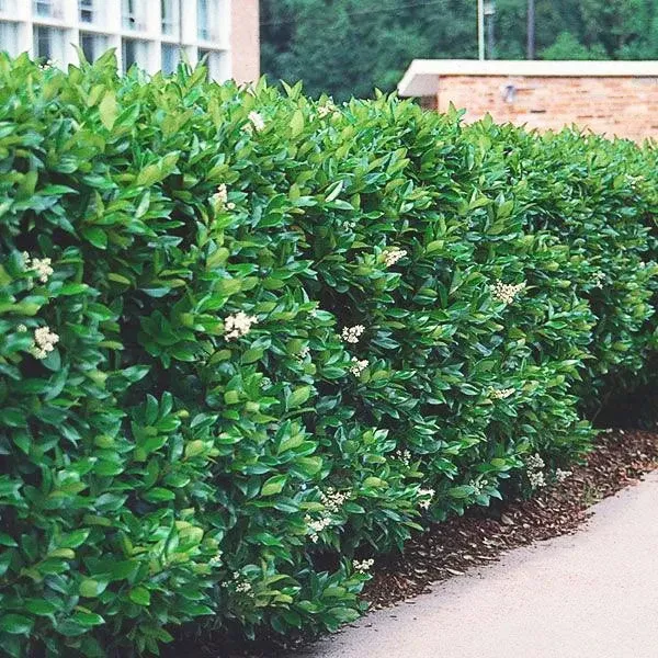 Privet Hedge Plant