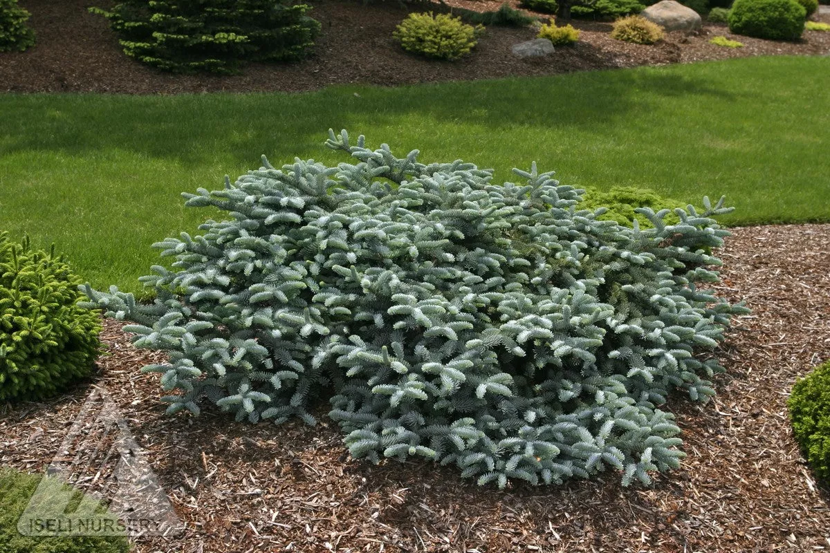 Prostrate Blue Noble Fir