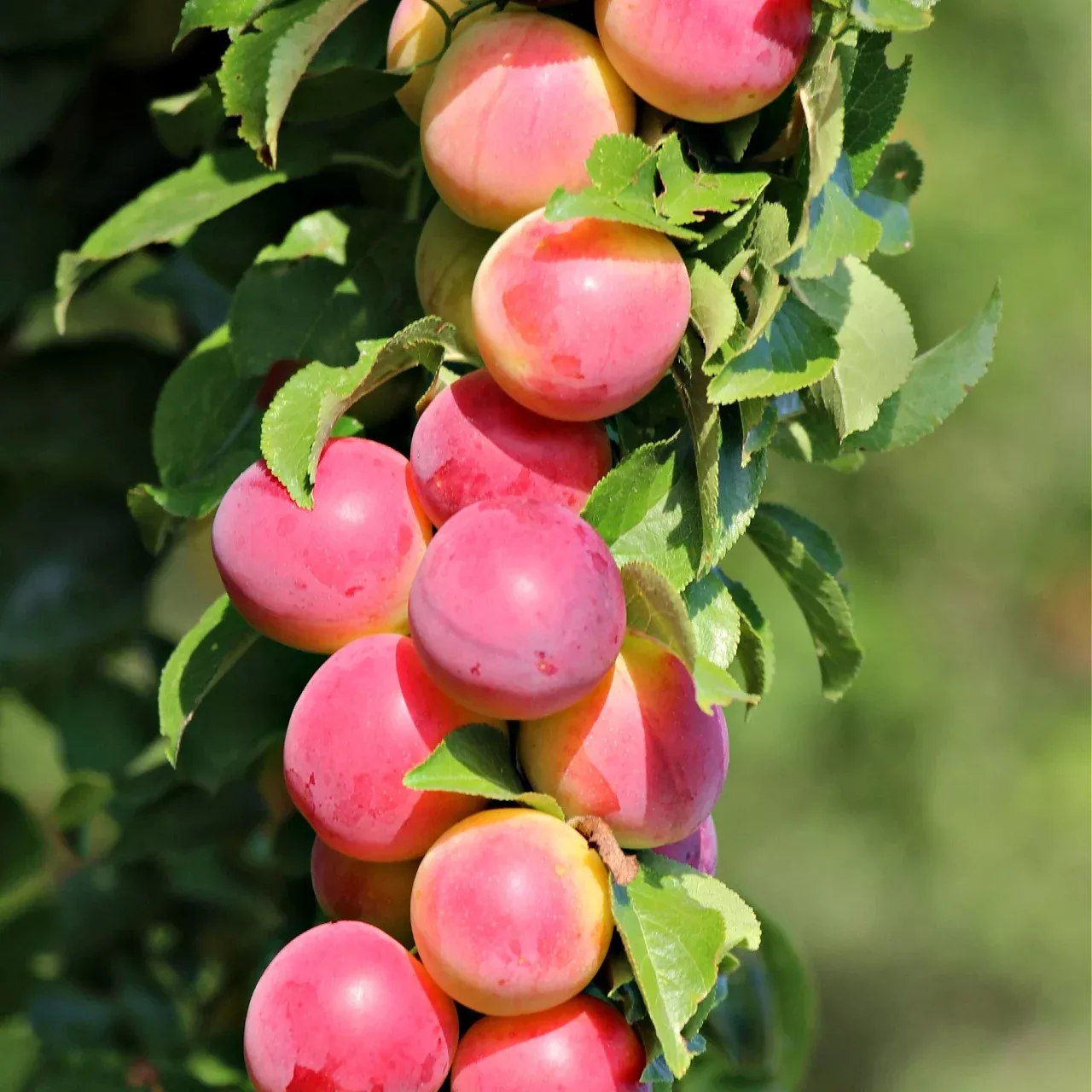 Prunus Cerasifera - Purple Leaf Plum Seedlings