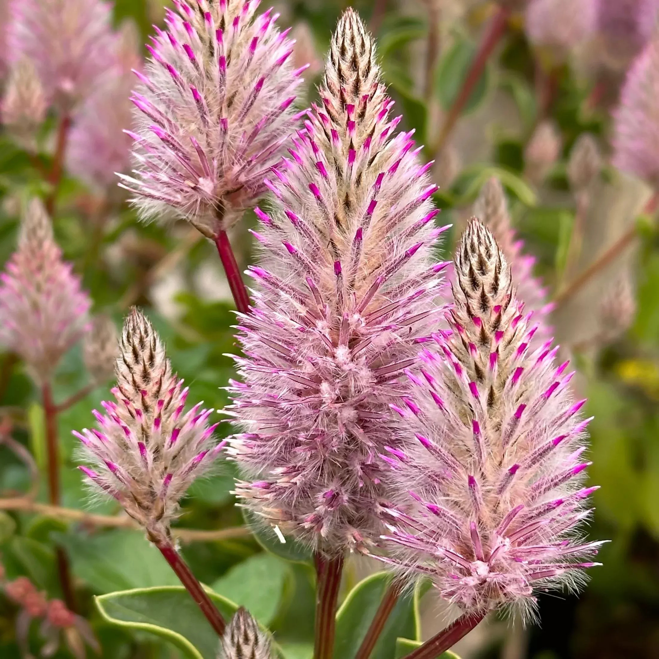 Ptilotus - Joey Plant 2 Pack