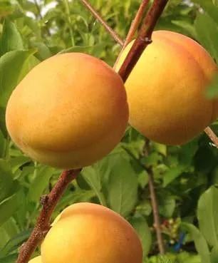 Puget Gold Apricot