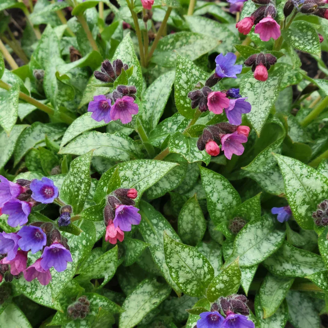 Pulmonaria 'Dark Vador'